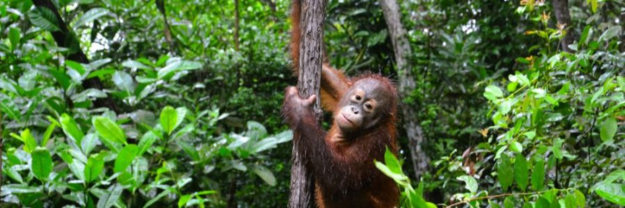 ДОБРО ПОЖАЛОВАТЬ <br> В МАЛАЙЗИЮ <br>  <br>